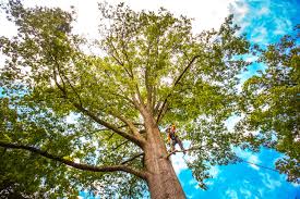 Belwood, NC Tree Care  Company